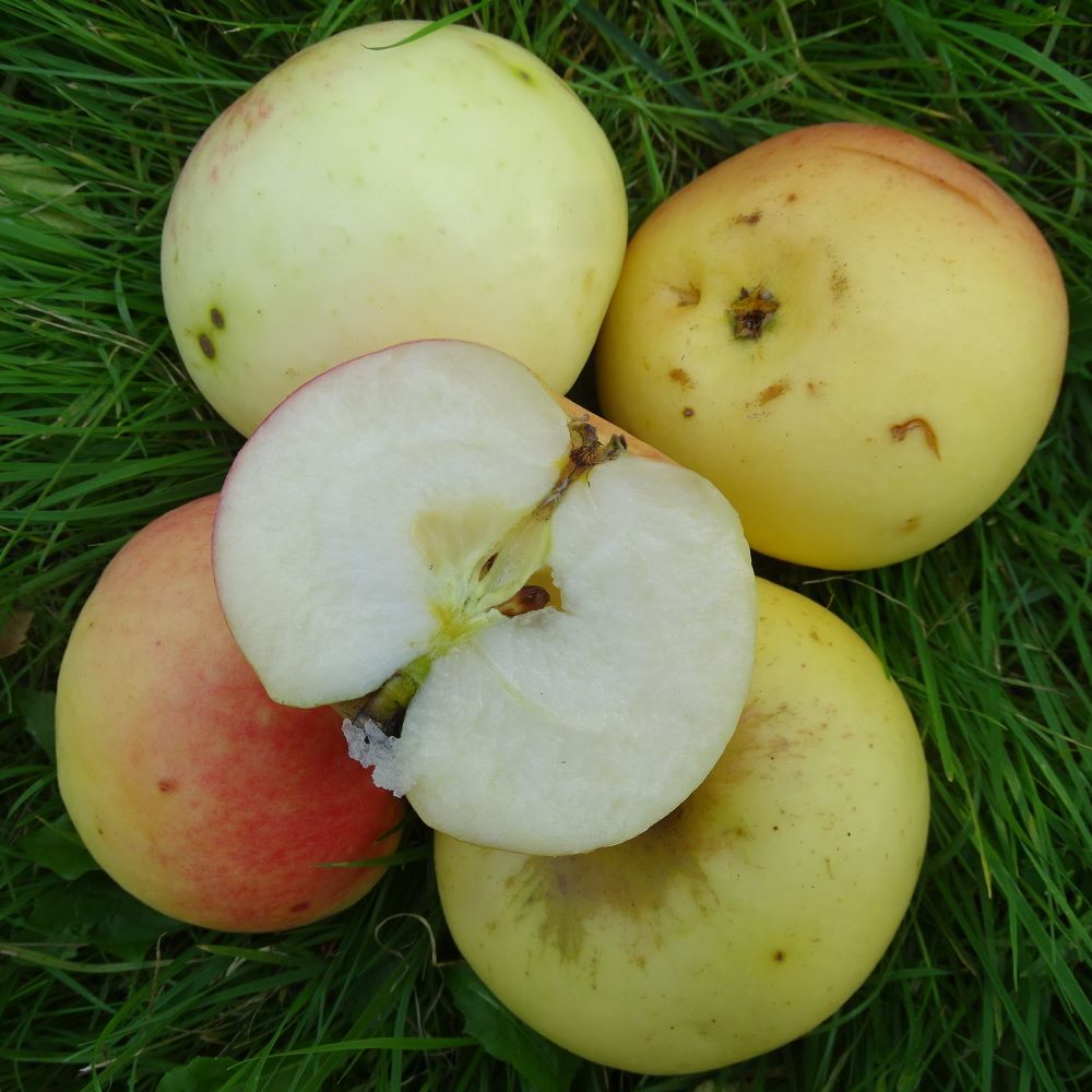 ābele Beržininku ananasa stāds