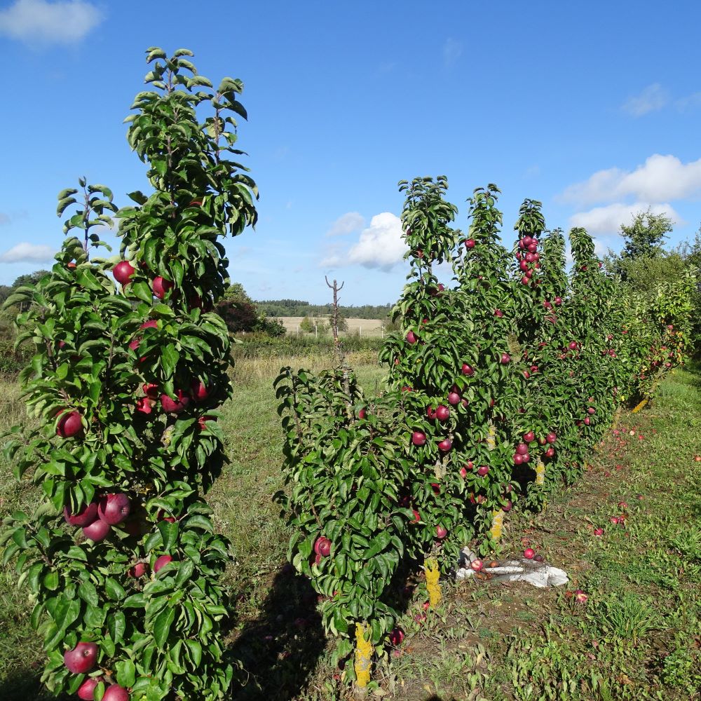 kolonveida ābele Inese stāds