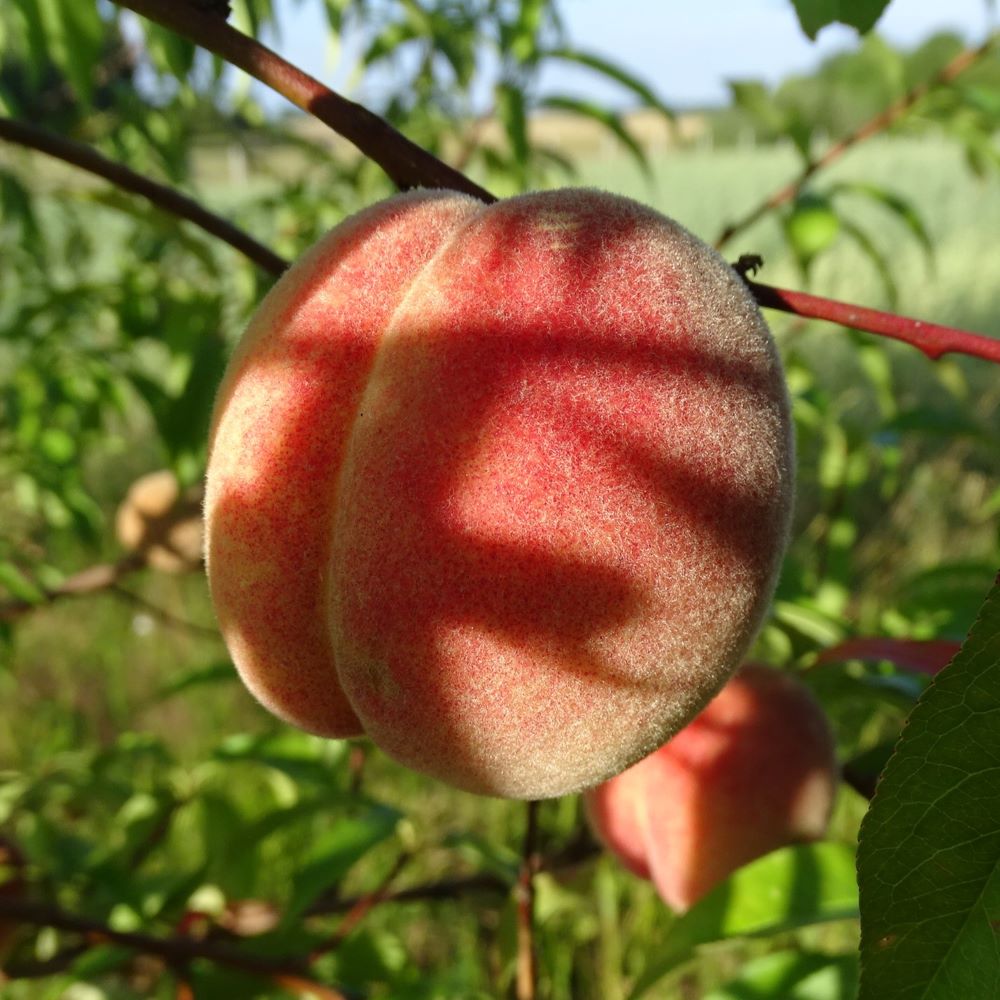 Persiks Maira Stāds