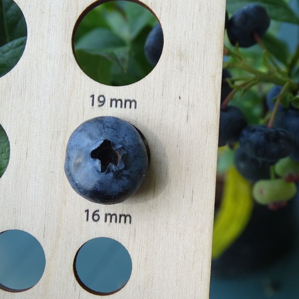 Krūmmellene Northblue stāds