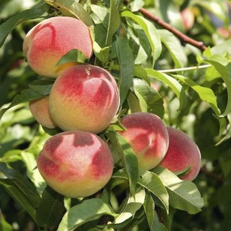 Persiks Reliance stāds