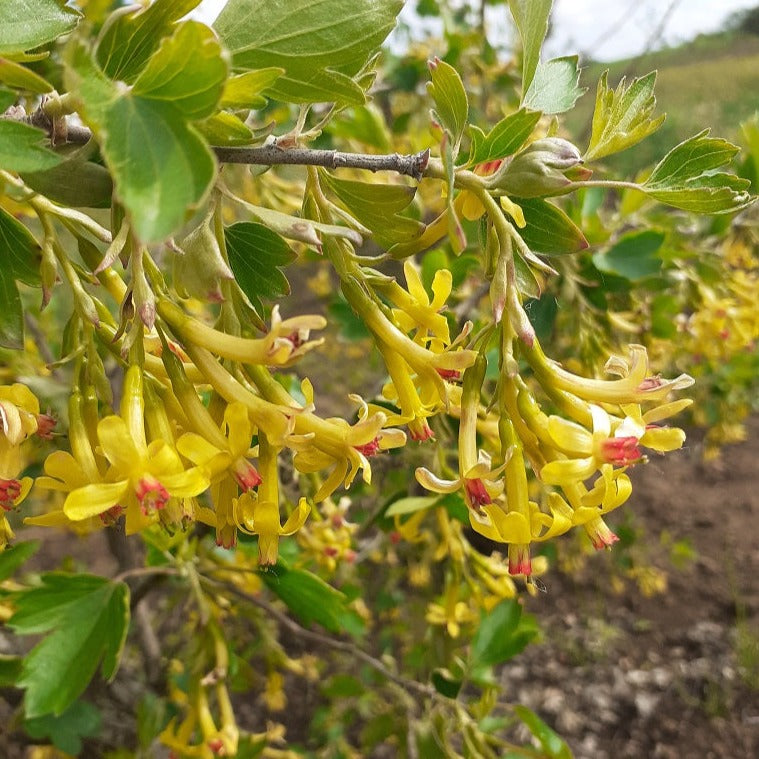 Zelta jāņoga Krupnoplodnaja stāds
