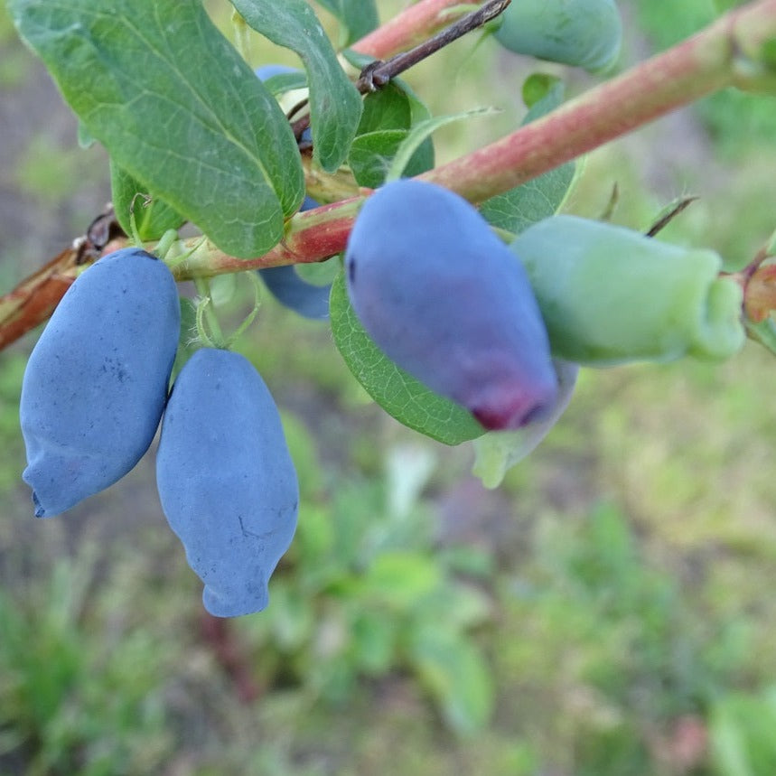 Sausserdis Aurora stāds