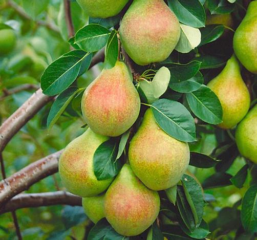 Bumbiere Klapa mīlule stāds