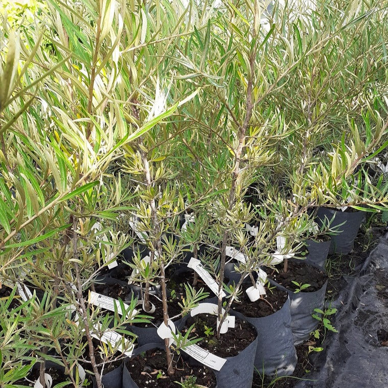 Smiltsērkšķis Lord stāds