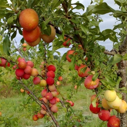Plūme Skoroplodnaja stāds