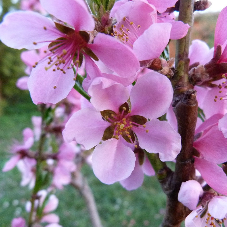 Persiks Spura stāds