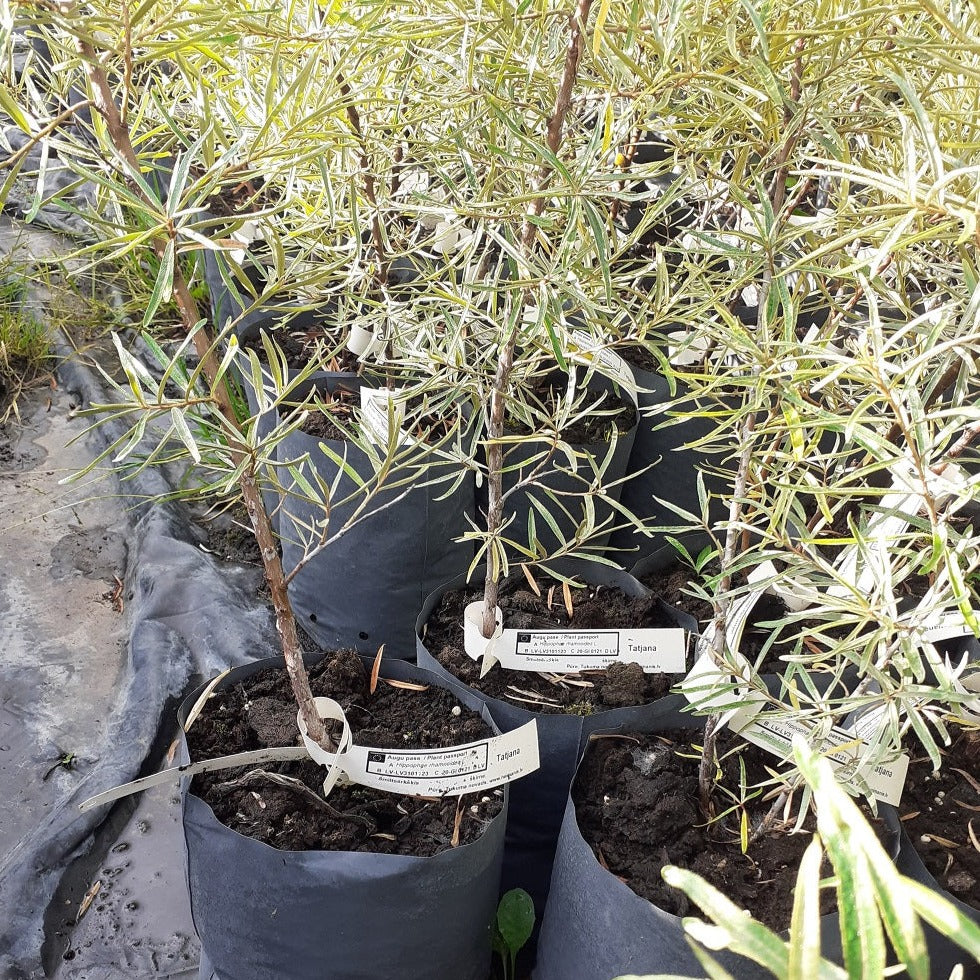 Smiltsērkšķis Tatjana stāds