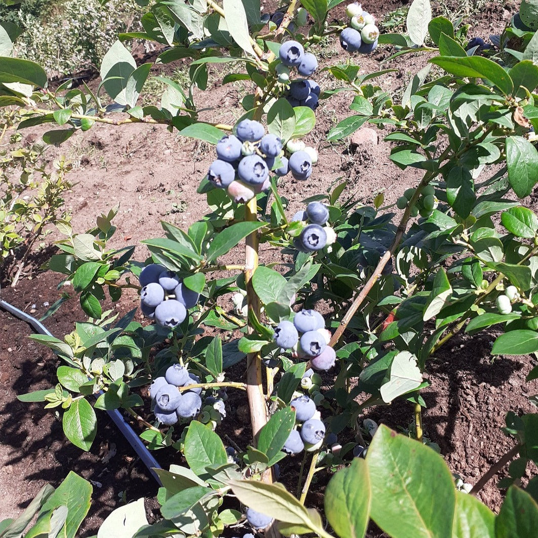 Krūmmellene Toro stāds