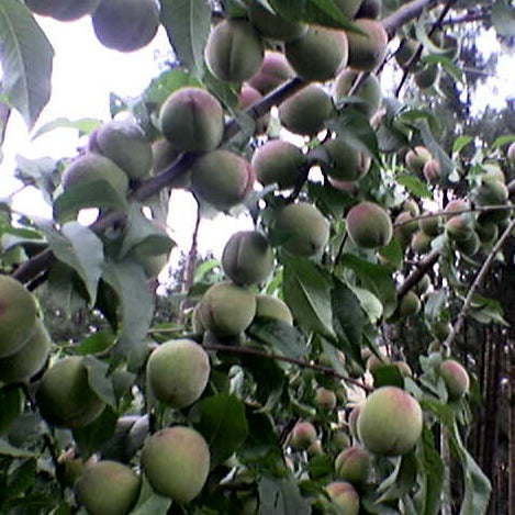 Persiks Viktors stāds