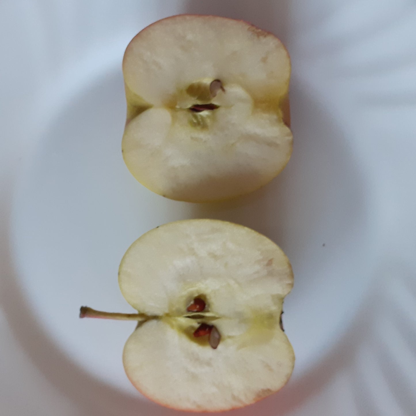 Ābele Zarja Alatau stāds