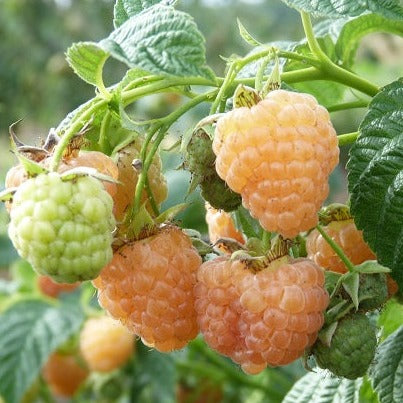 Avene Aprikosovaja stādi rudens dzeltena ogas saldas