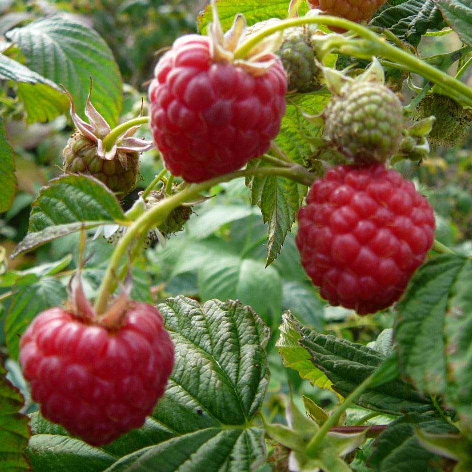 Avene Babje Ļeto stādi rudens sarkanas ogas remontanta