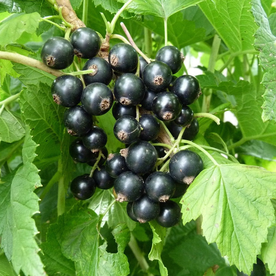 Upene Čerešņeva stādi