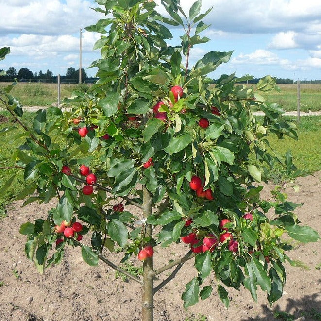 Ābele Dolgo stādi paradīzes