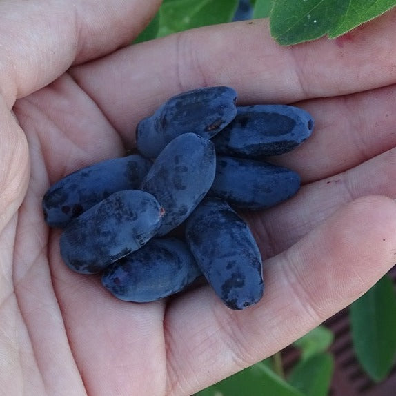 Saussrdis Honeybee stāds