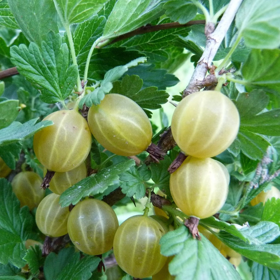 Ērkšķoga Kuršu Dzintars stāds