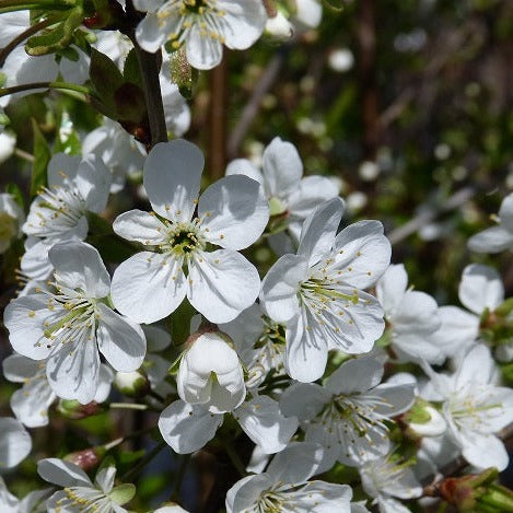 Ķirsis Latvijas zemais stāds