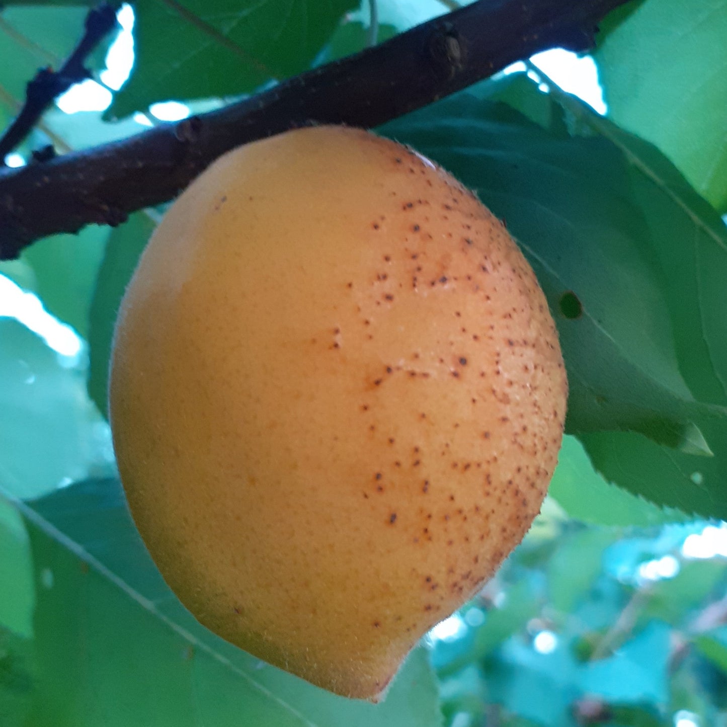 Aprikoze Morden stāds