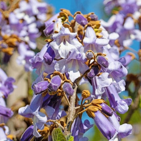 pawlovnia Shan Tong stāds