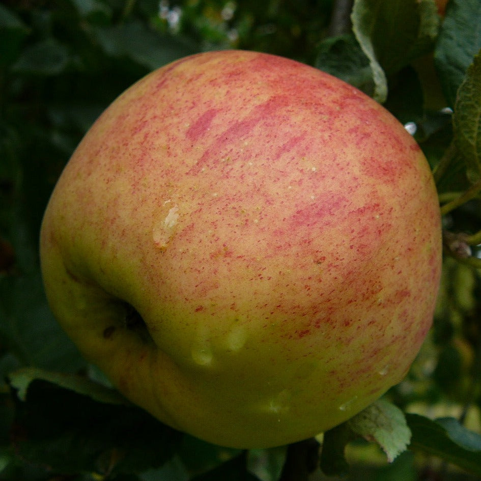 Ābele Rudens svītrainais stāds