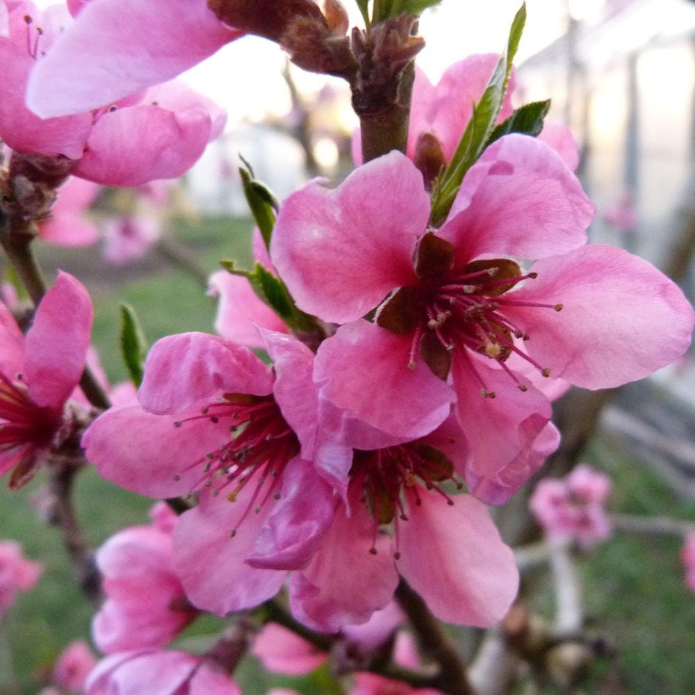 Persiks sočnij stāds