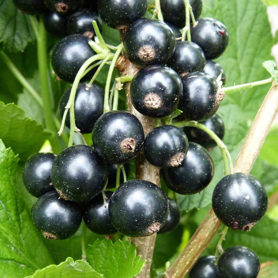 Upene Titania stāds