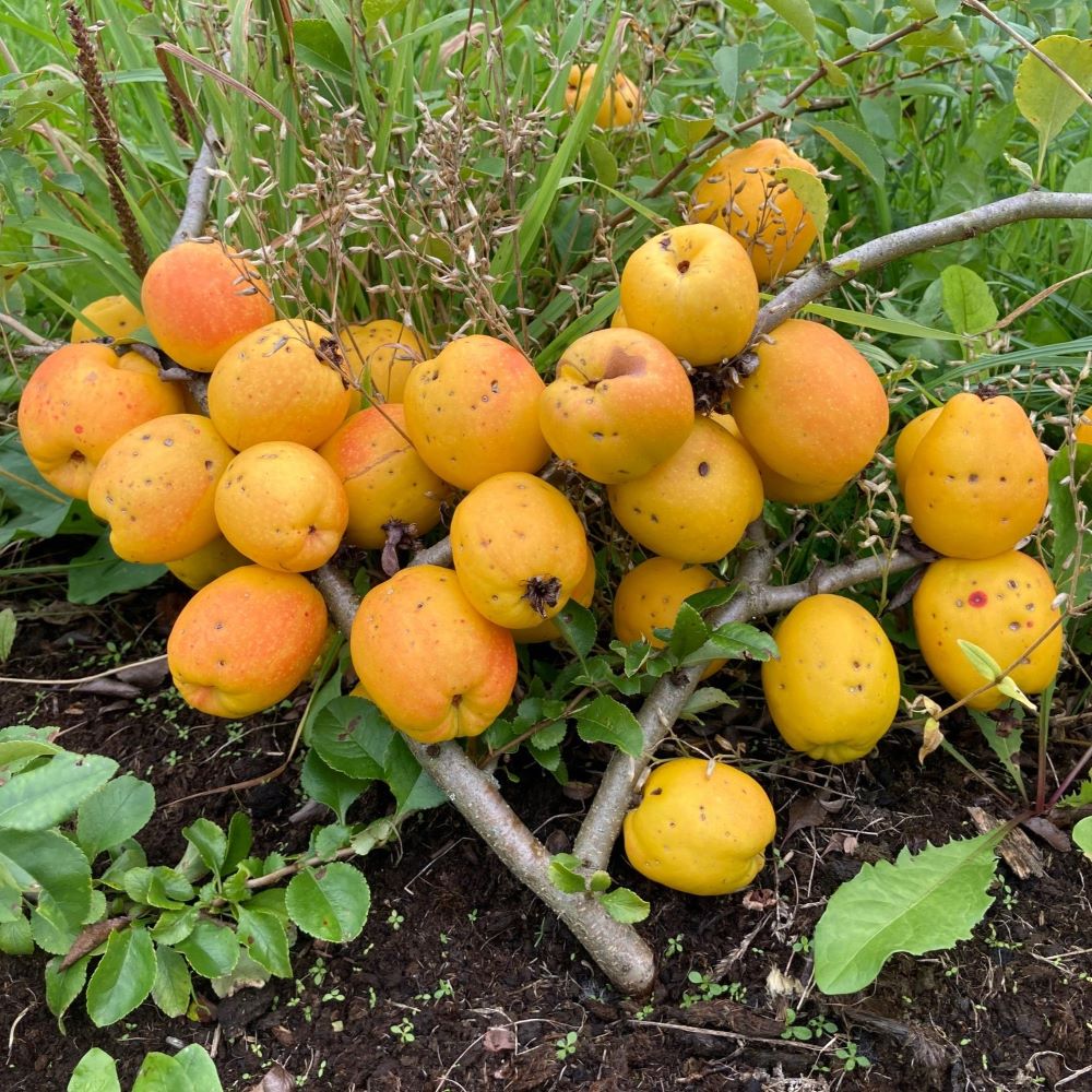 krūmcidonija Ada sēklaudzis stāds