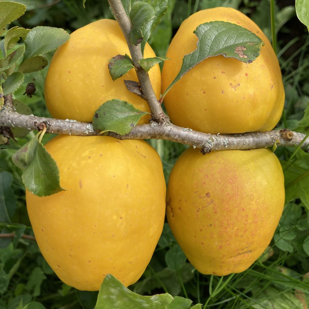 krūmcidonija Ada sēklaudzis stāds