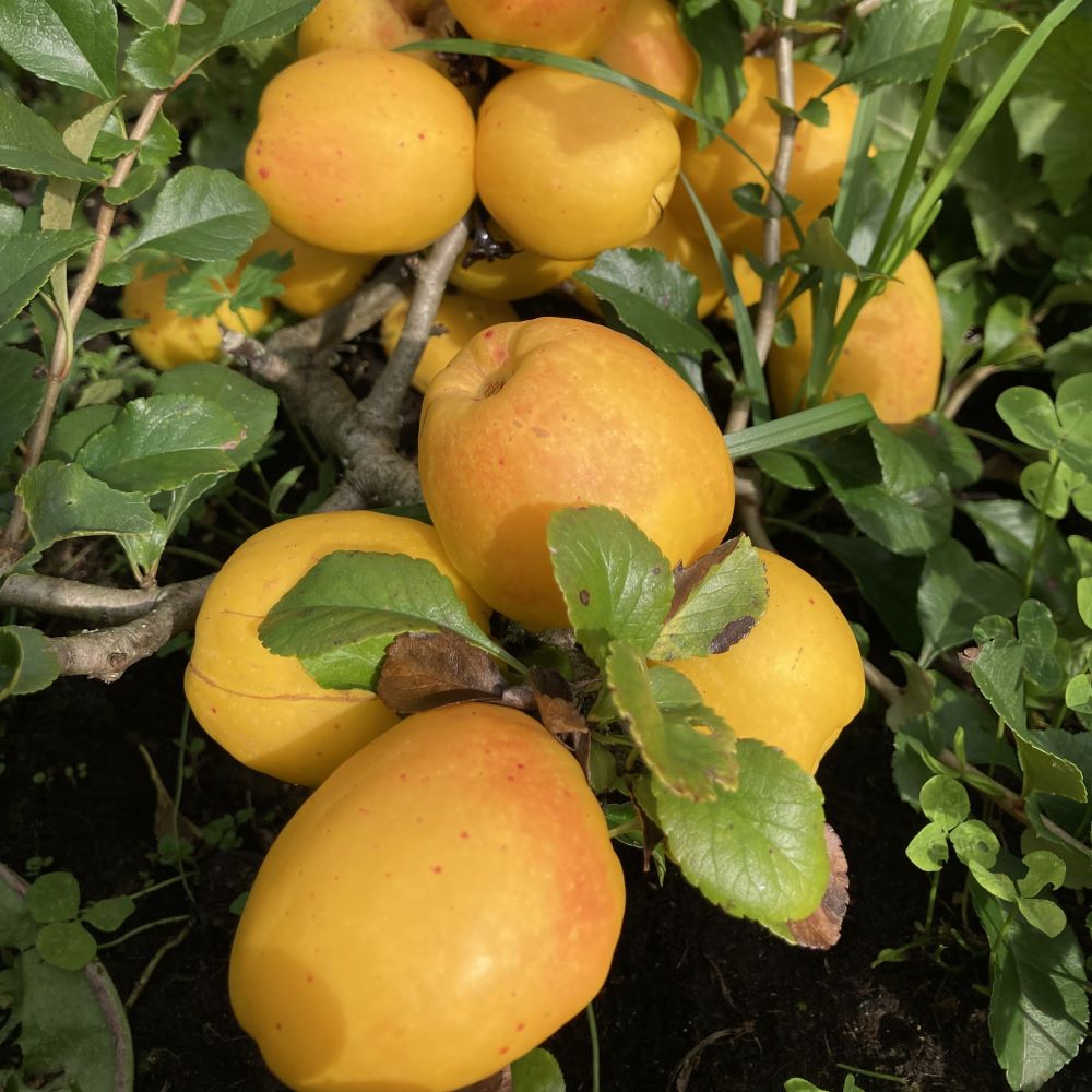 krūmcidonija Ada sēklaudzis stāds