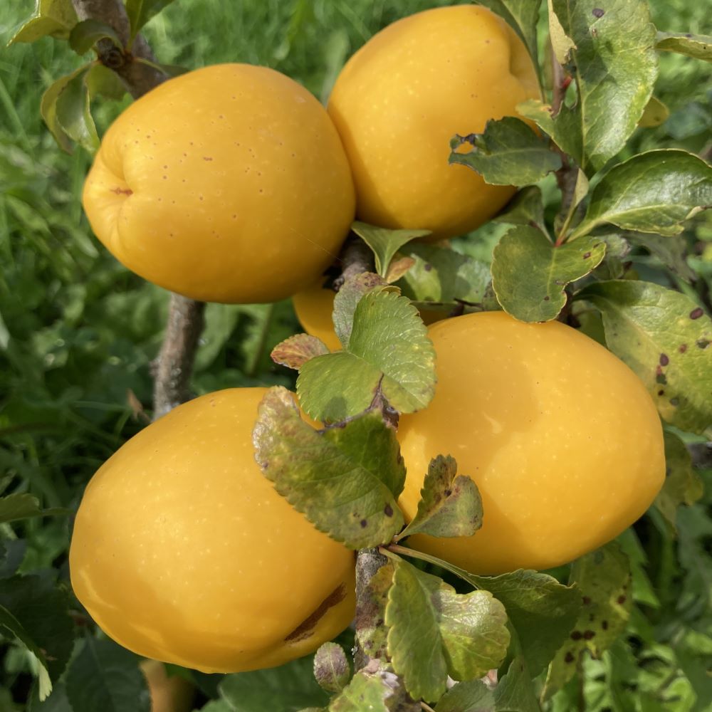 krūmcidonija Ada sēklaudzis stāds