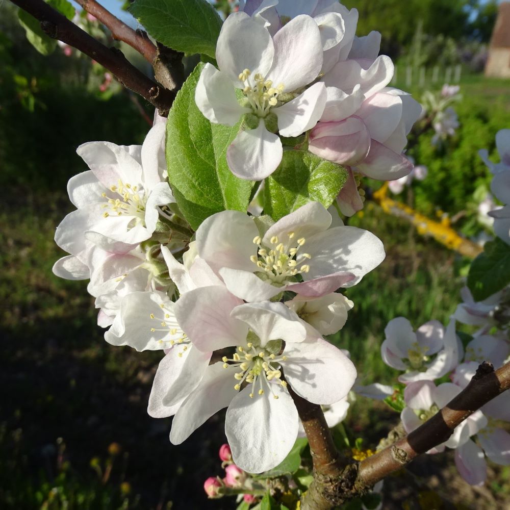 ābele Beržininku ananasa stāds