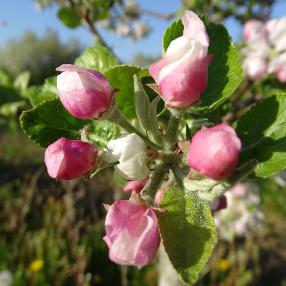 ābele Beržininku ananasa stāds