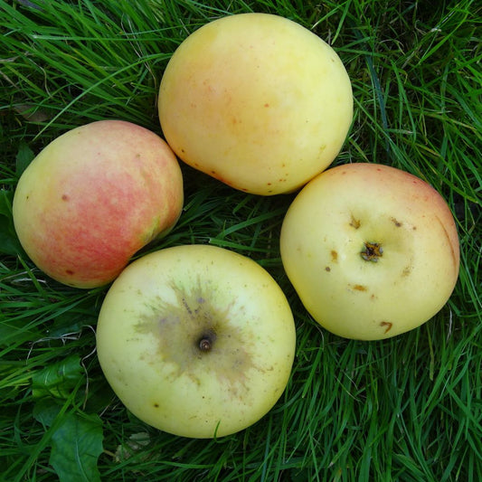 ābele Beržininku ananasa stāds