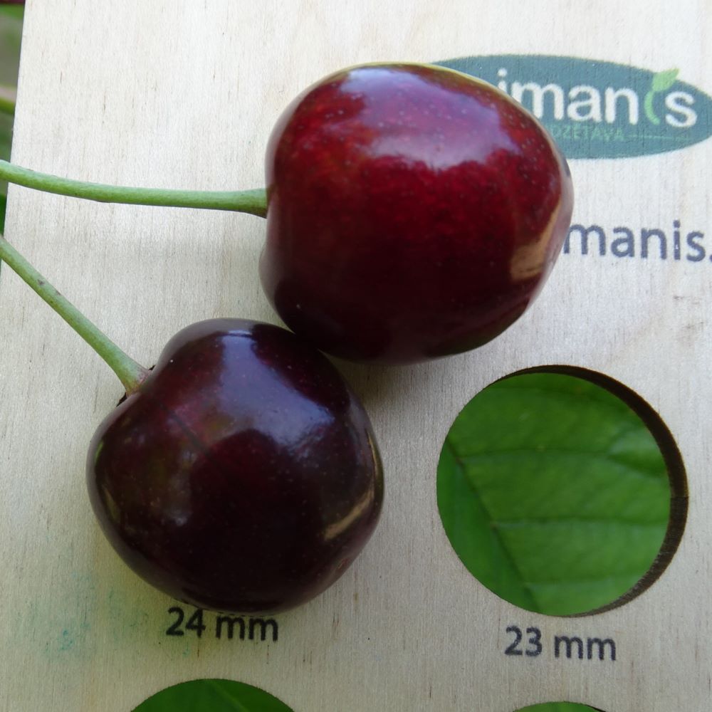 Saldais ķirsis Brjanskas 3-36 stāds