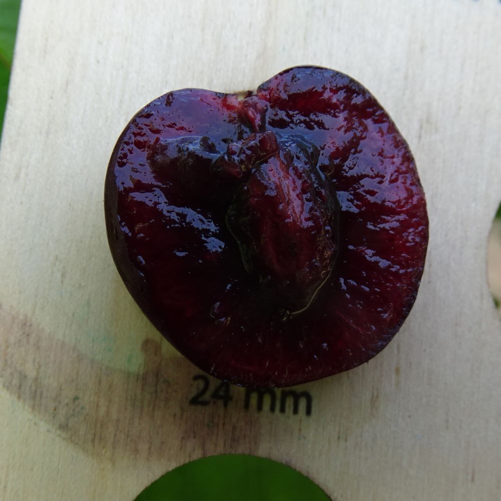 Saldais ķirsis Brjanskas 3-36 stāds