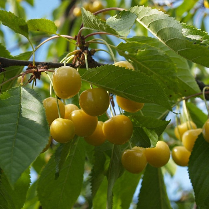 saldais ķirsis Drogana dzeltenais stāds