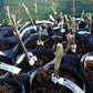 einset_seedless_stadi_25