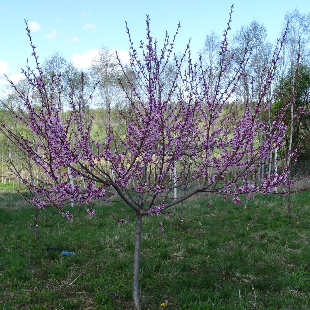 Persiks Maira Stāds