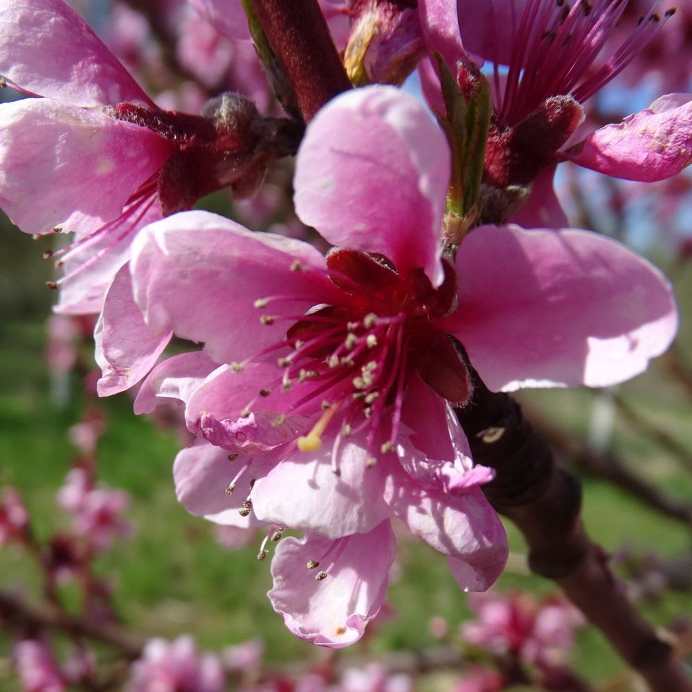 Persiks Maira Stāds