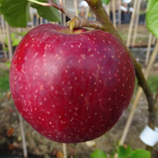 Ābele Red wiiliams stāds