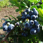 Krūmmellene Earlyblue stāds