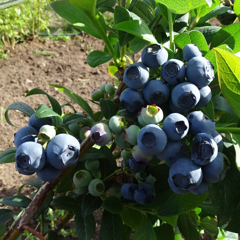 Krūmmellene Earlyblue stāds