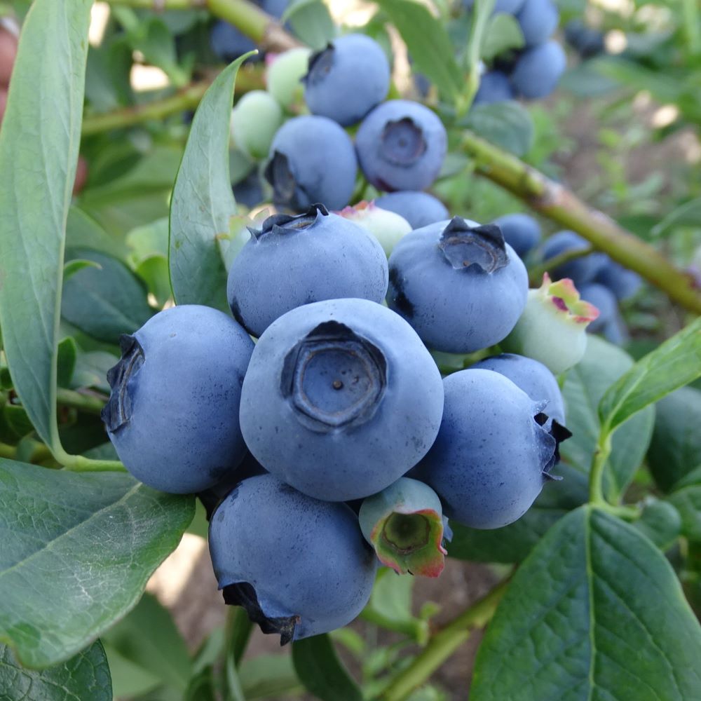 Krūmmellene Earlyblue stāds