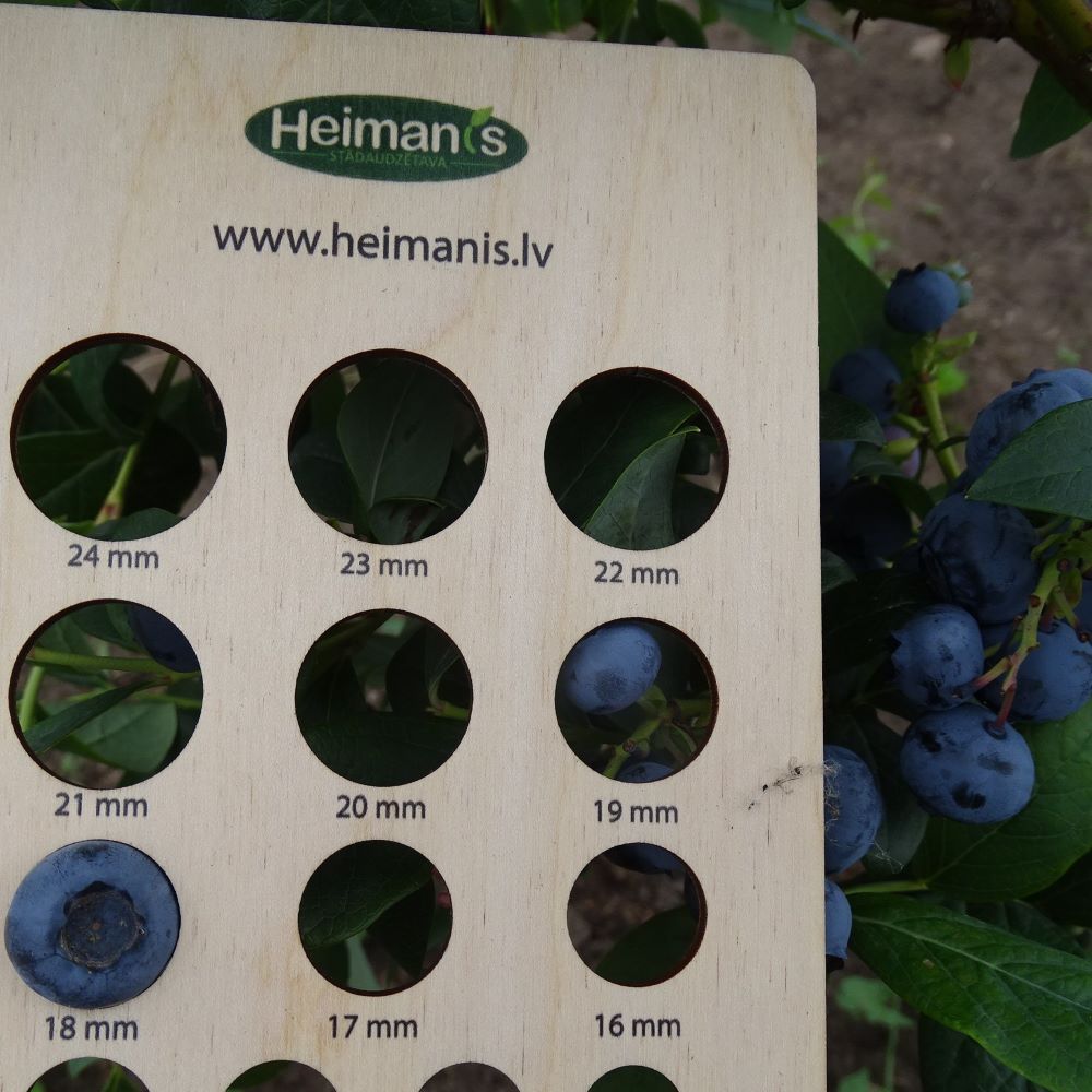 Krūmmellene Earlyblue stāds