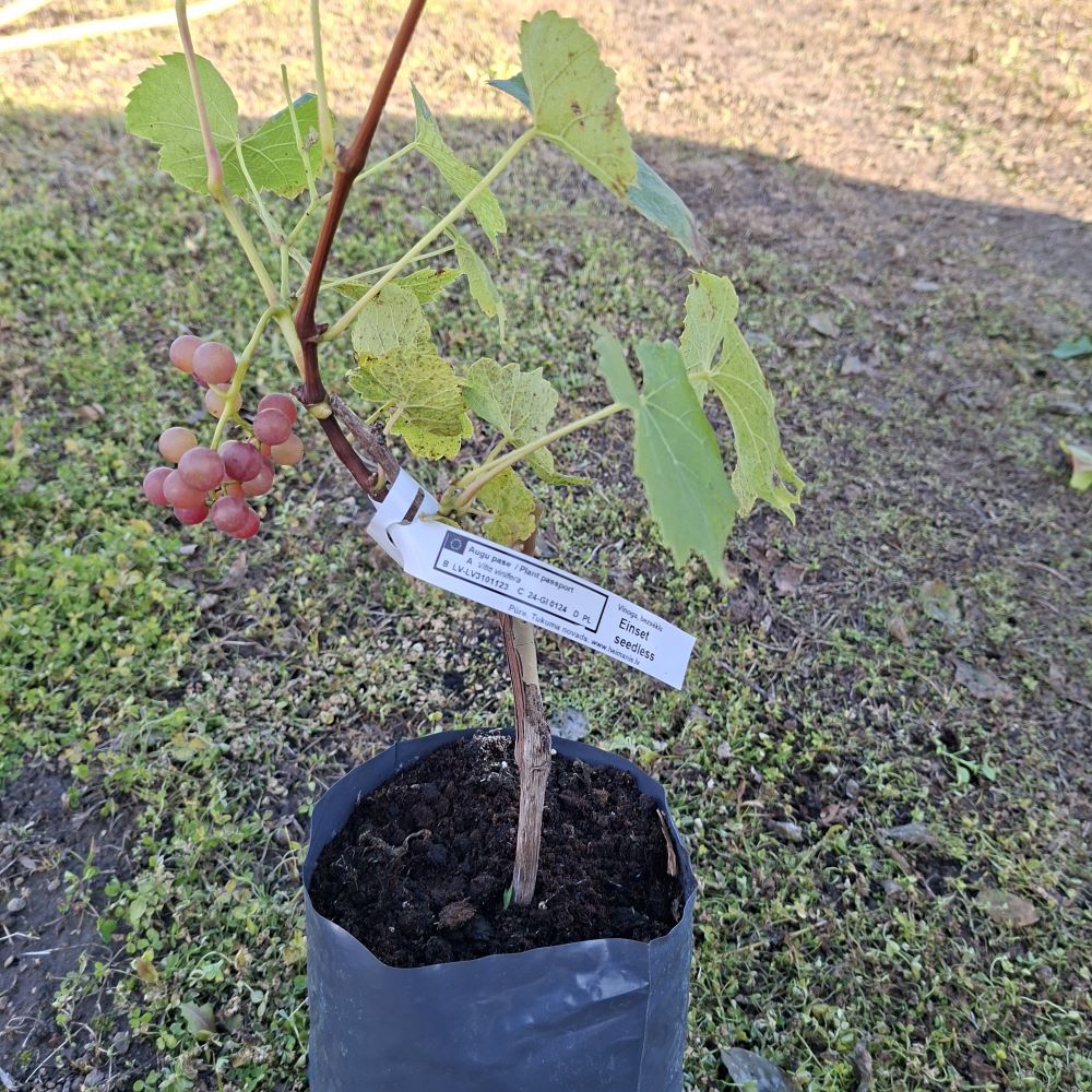Vīnoga Einset seedless stādi