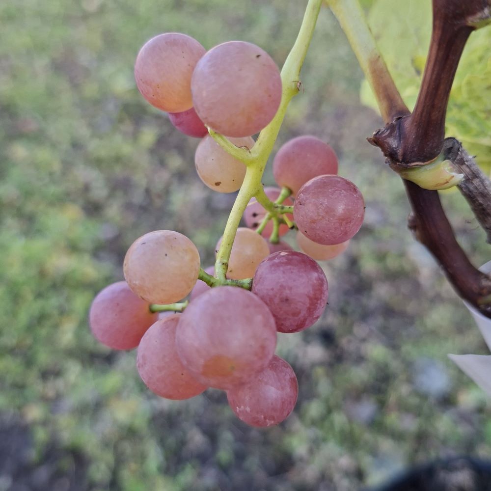Vīnoga Einset seedless stādi