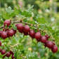 ērkšķoga Hinomaki red stāds