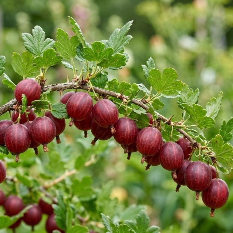 ērkšķoga Hinomaki red stāds