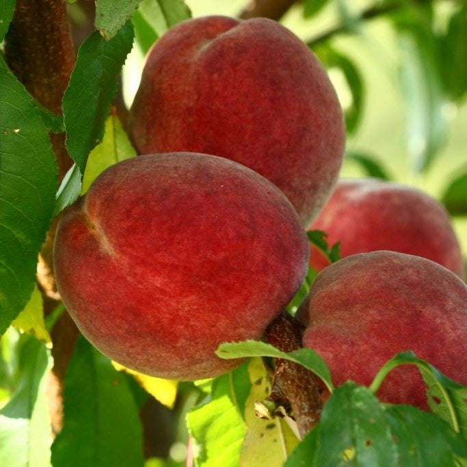 persiks Red Haven stāds